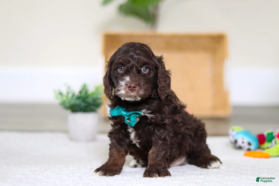 Cockapoo dogs for sale: Theo - Ad 5