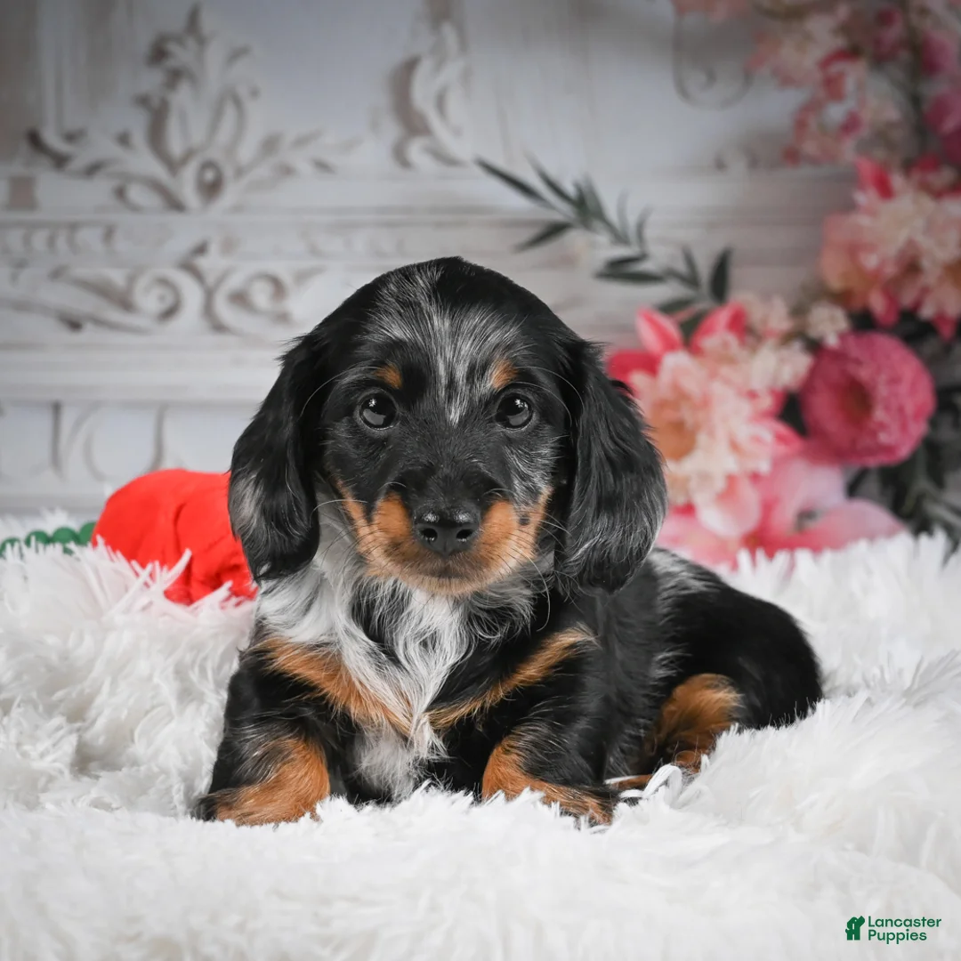 Miniature Dachshund dogs for sale: AKC-Darla - Ad 5