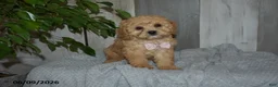 Cavapoo dogs for sale: Melody - Ad 3