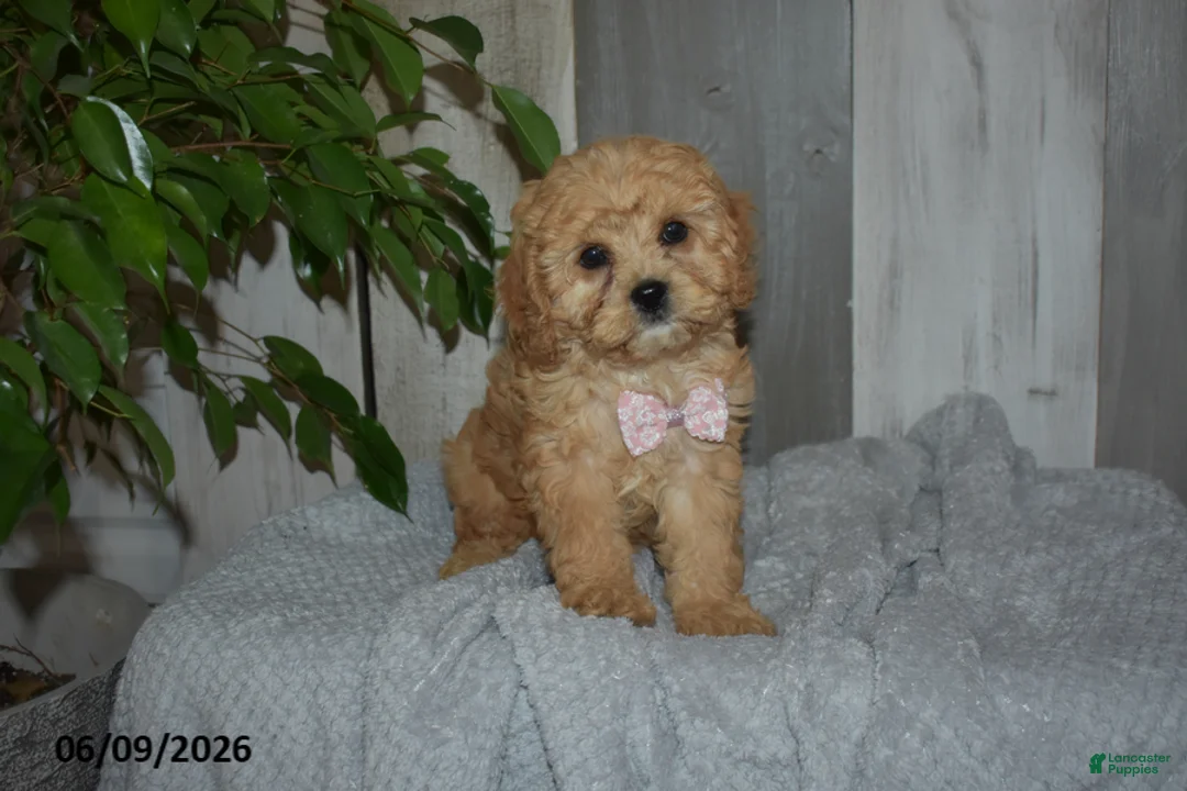 Cavapoo dogs for sale: Melody - Ad 3
