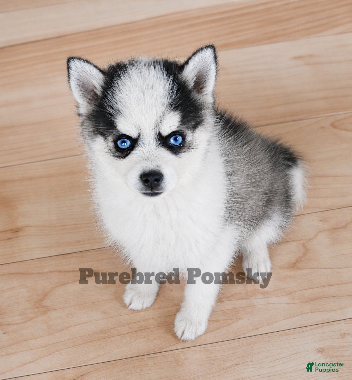Pomsky dogs Lulu Micro Pomsky - Ad 2