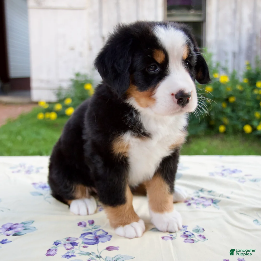 Bernese Mountain Dog dogs for sale: Sally - Ad 2