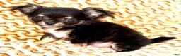 Chihuahua dogs for sale: Teacup longhair Apple head - Ad 5