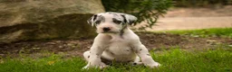Great Dane dogs for sale: Blake Great Dane  - Ad 6