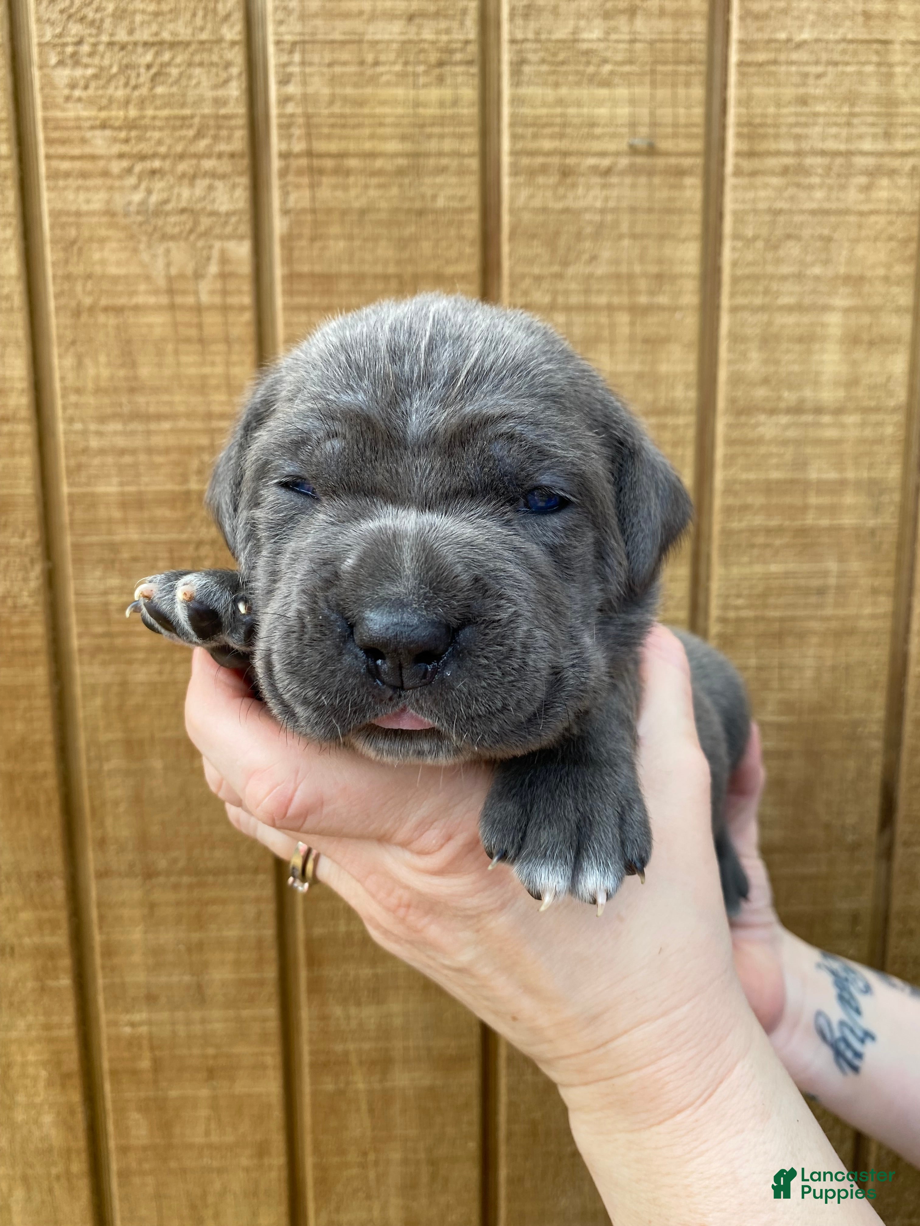 Cane Corso dogs Cane Corso Puppy 5 - Ad 2