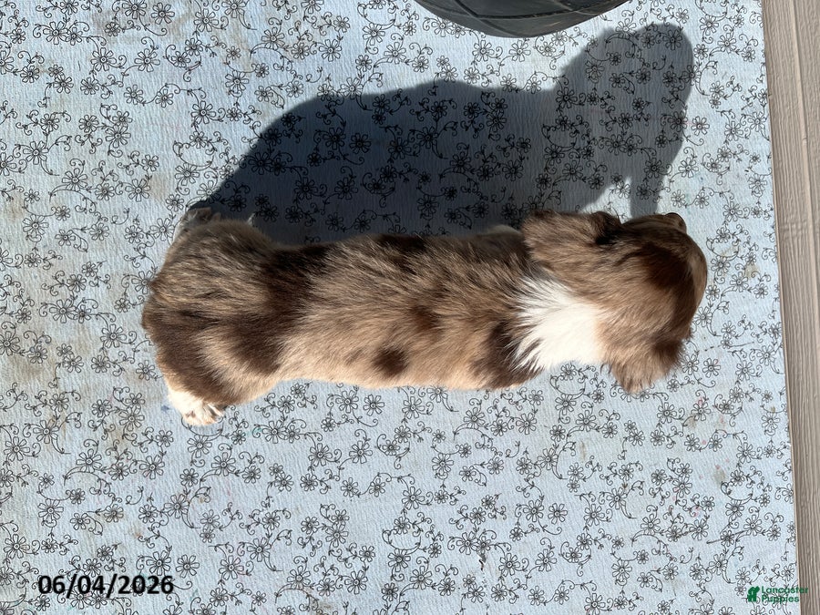 Miniature Dachshund dogs for sale: Brownie - Ad 3