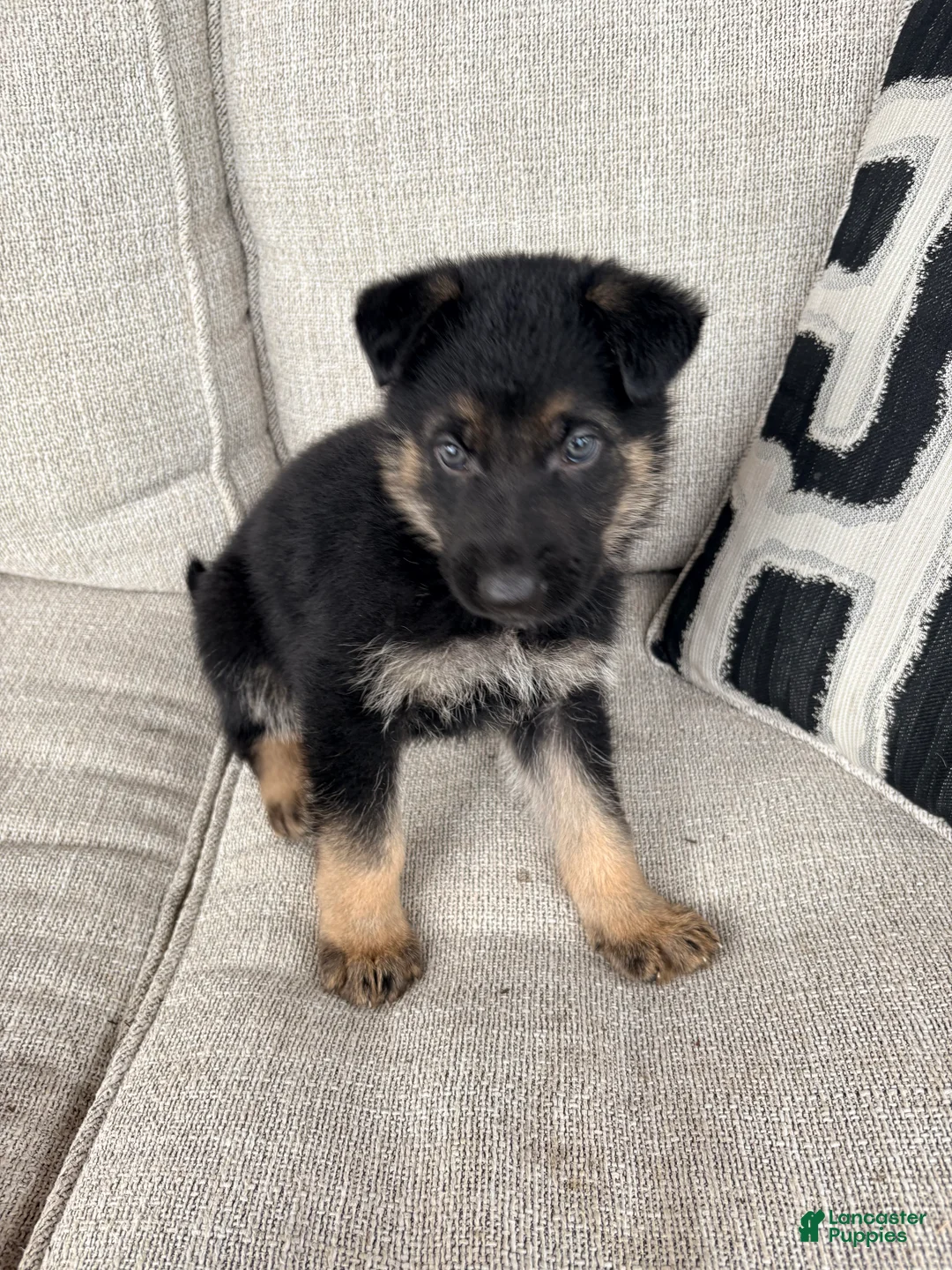 German Shepherd dogs for sale: German Shepherd Puppy 5 - Ad 1