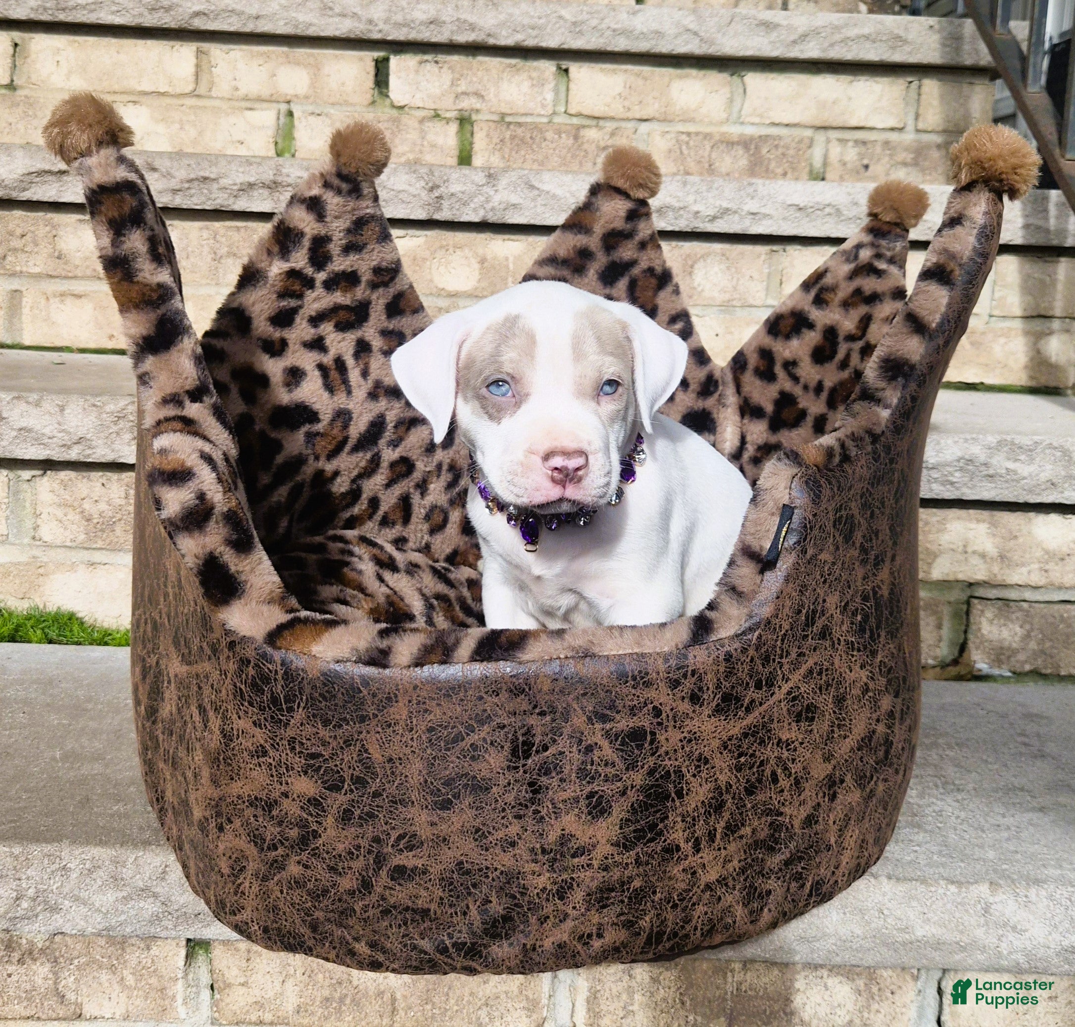 American Bully dogs "DOLLY PARTON" WHITE MERLE - Ad 2