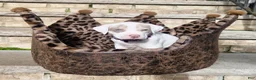 American Bully dogs for sale: "HALLE BERRY" WHITE MERLE - Ad 10
