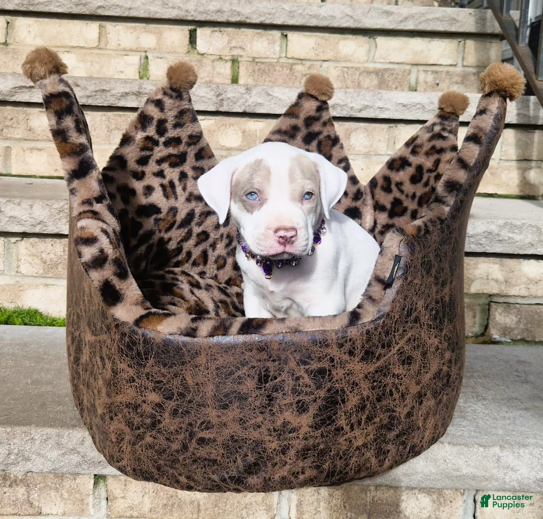 American Bully dogs for sale: "HALLE BERRY" WHITE MERLE - Ad 10