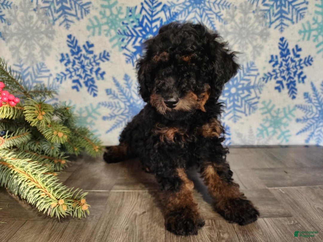 Mini Bernedoodle dogs for sale: Klaus - Ad 16