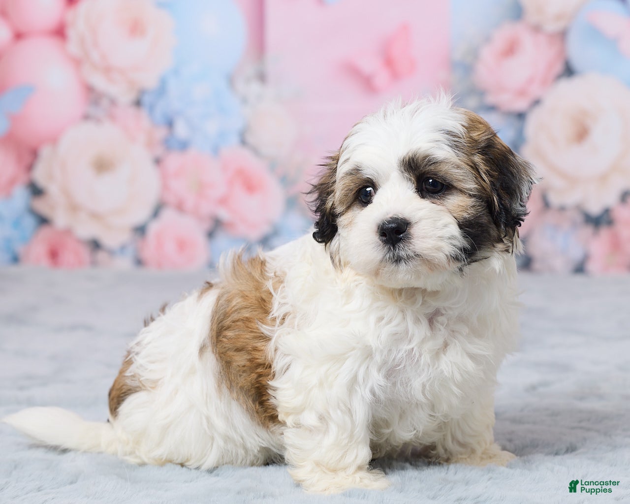 Teddy Bear dogs for sale: Mindy - Ad 3