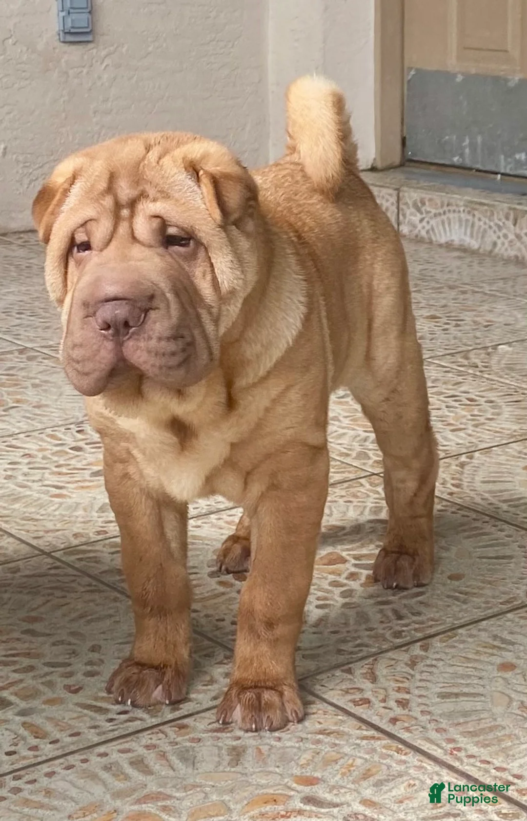 Shar Pei dogs for sale: Sweet Fluffy Boy - Ad 1