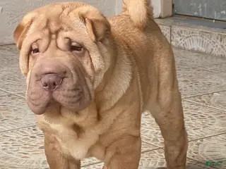 Shar Pei dogs Sweet Fluffy Boy - Ad 3
