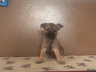 Chihuahua dogs Chihuahua Puppy 1 - Ad 39