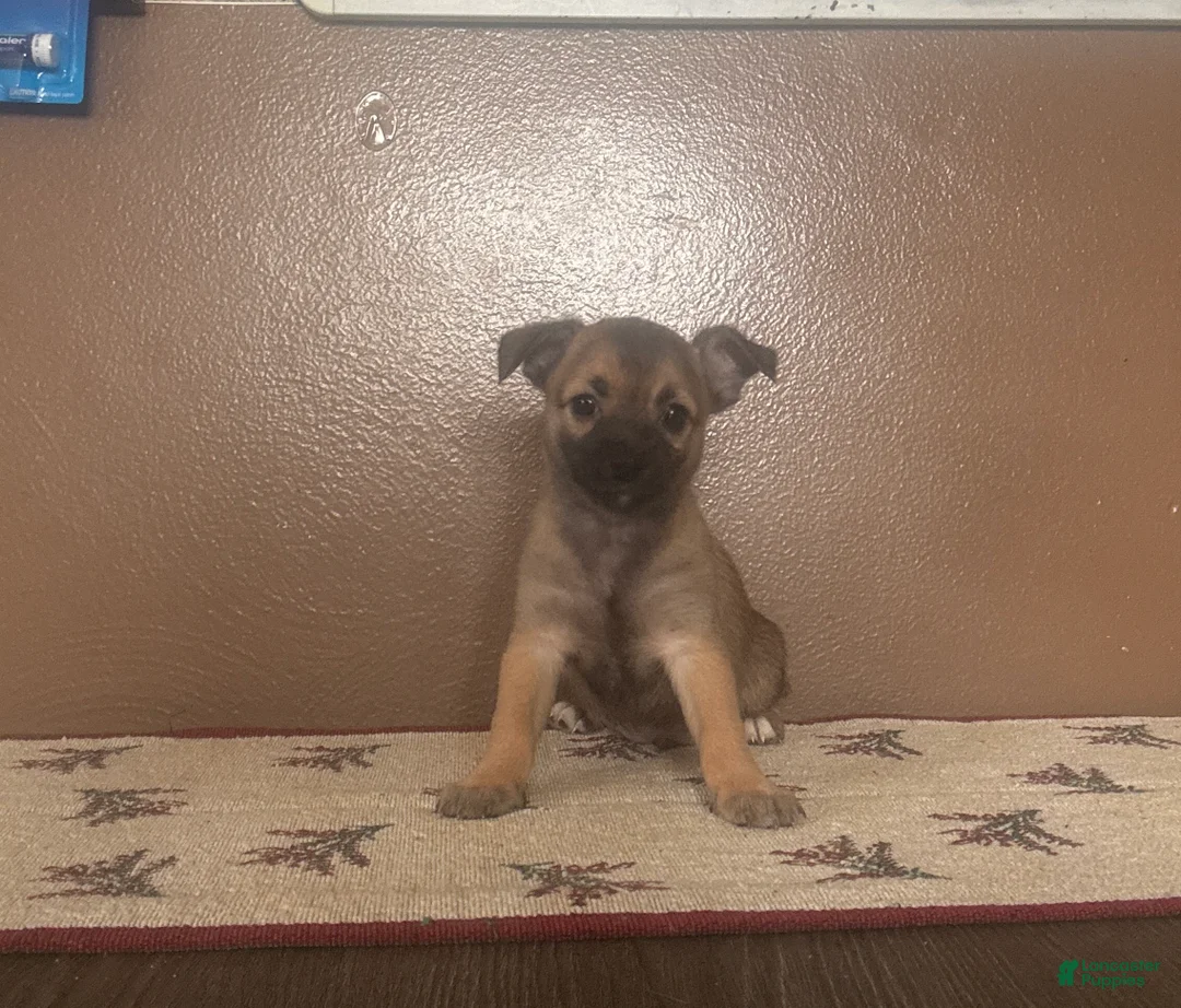 Chihuahua dogs for sale: Chihuahua Puppy 1 - Ad 1