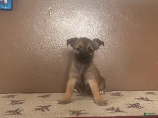 Chihuahua dogs Chihuahua Puppy 1 - Ad 30