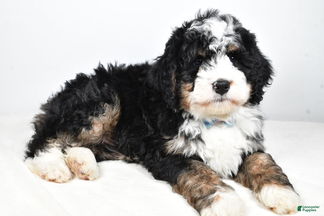 Mini Bernedoodle dogs for sale: Cooper - Ad 2