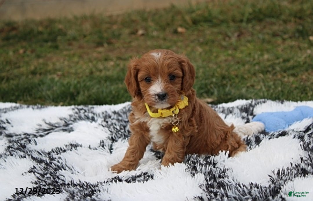 Cavapoo dogs for sale: Easton - Ad 2