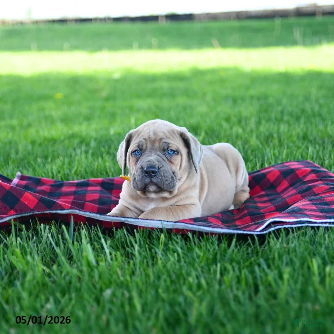 Cane Corso dogs for sale: Ikey - Ad 2