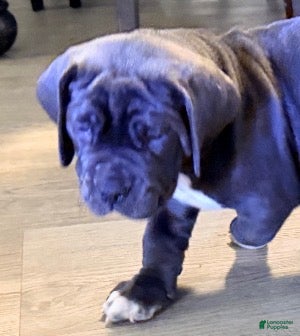 Mixed Breed dogs Mixed Breed Puppy 2 - Ad 16