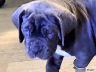 Mixed Breed dogs Mixed Breed Puppy 2 - Ad 16