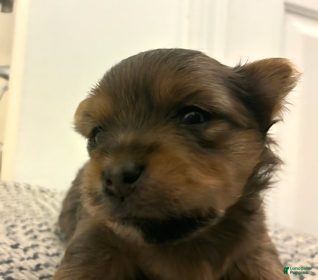 Mixed Breed dogs for sale: Bow - Ad 2