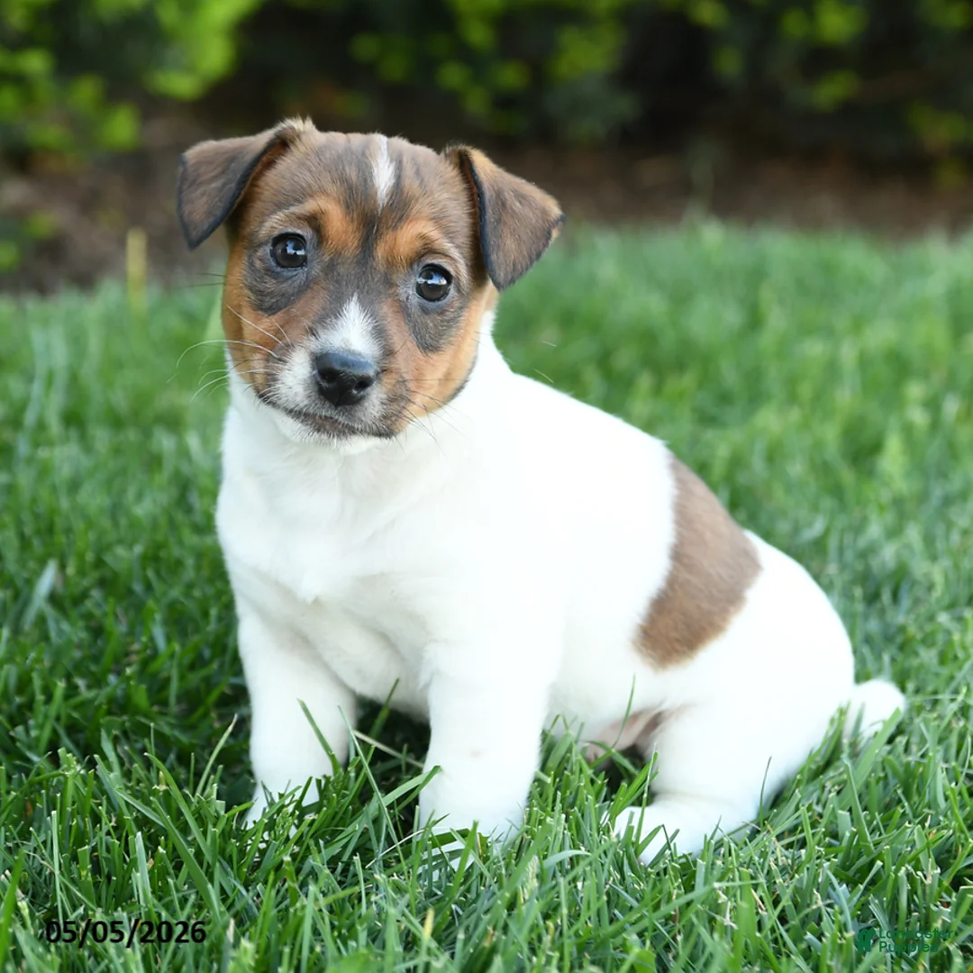Jack Russell Terrier dogs for sale: Hazel - Ad 1