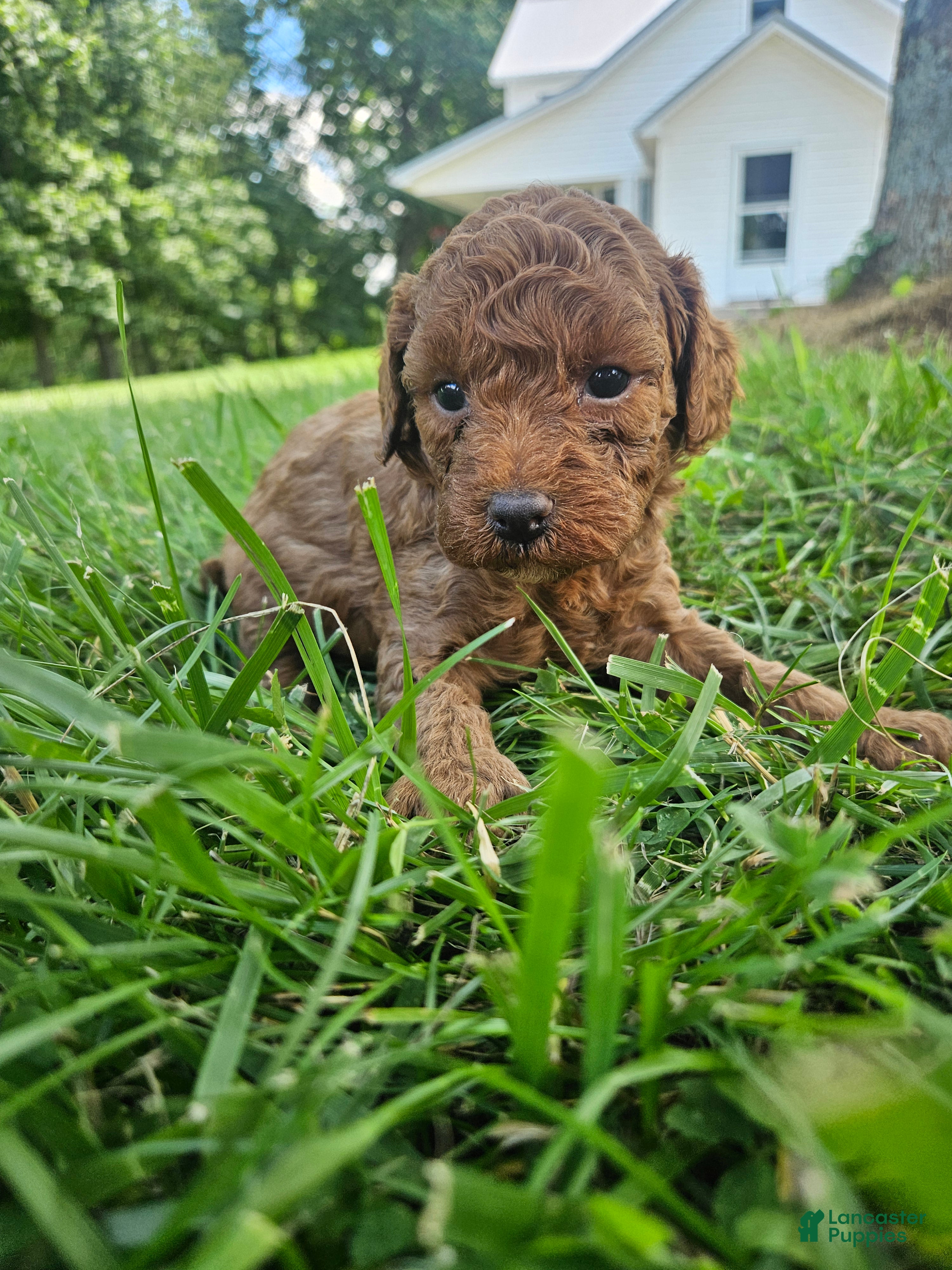 Cavapoo dogs Silas - Ad 32