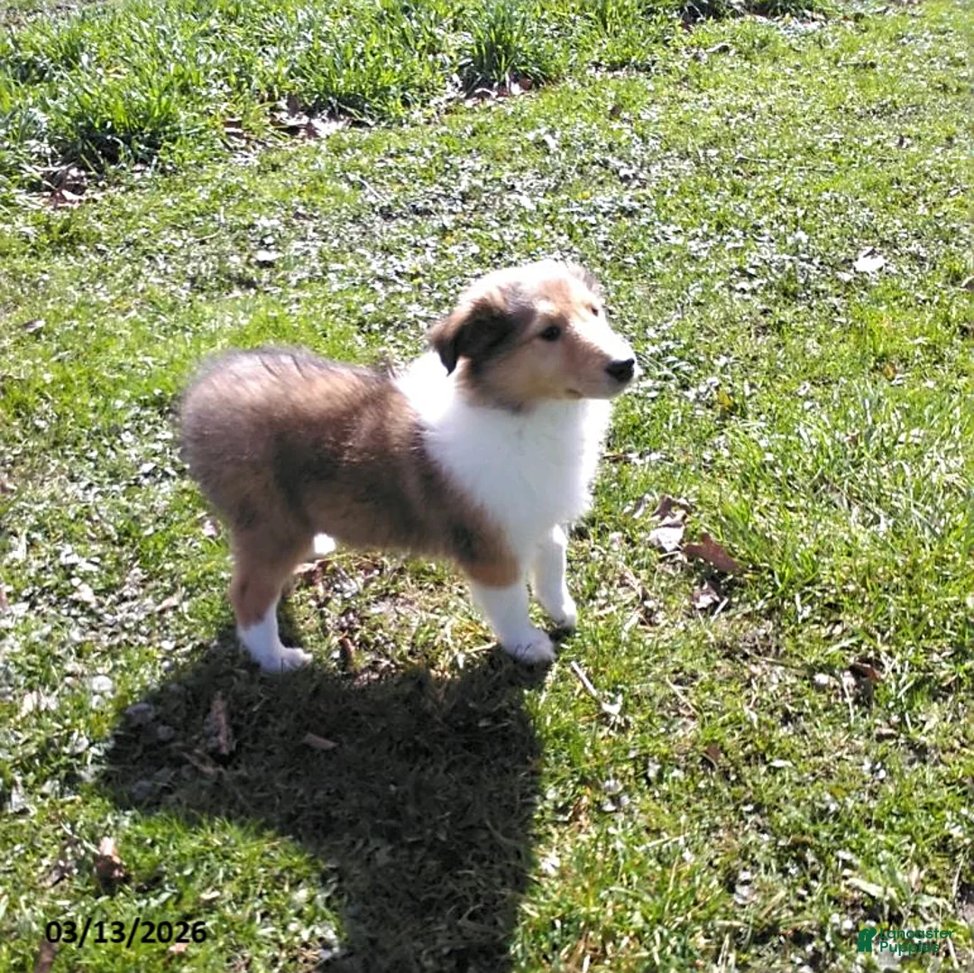 Collie dogs for sale: Carin - Ad 1