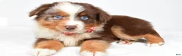 Miniature Australian Shepherd dogs for sale: Jagger - Ad 4