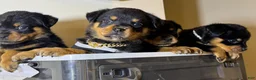 Rottweiler dogs for sale: Rottweiler 10 - Ad 11