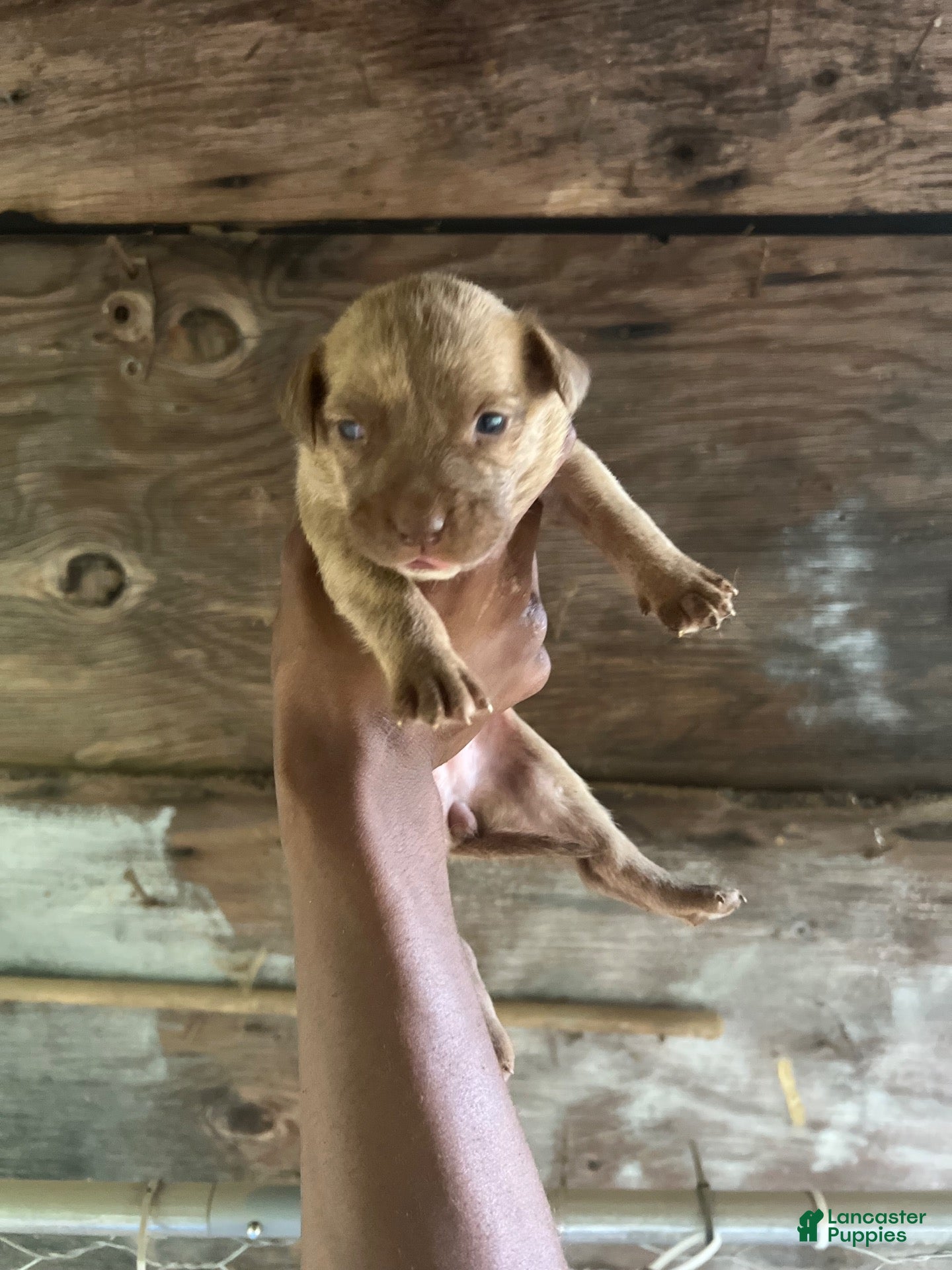 American Pit Bull Terrier dogs for sale: American Pit Bull Terrier 5 - Ad 4