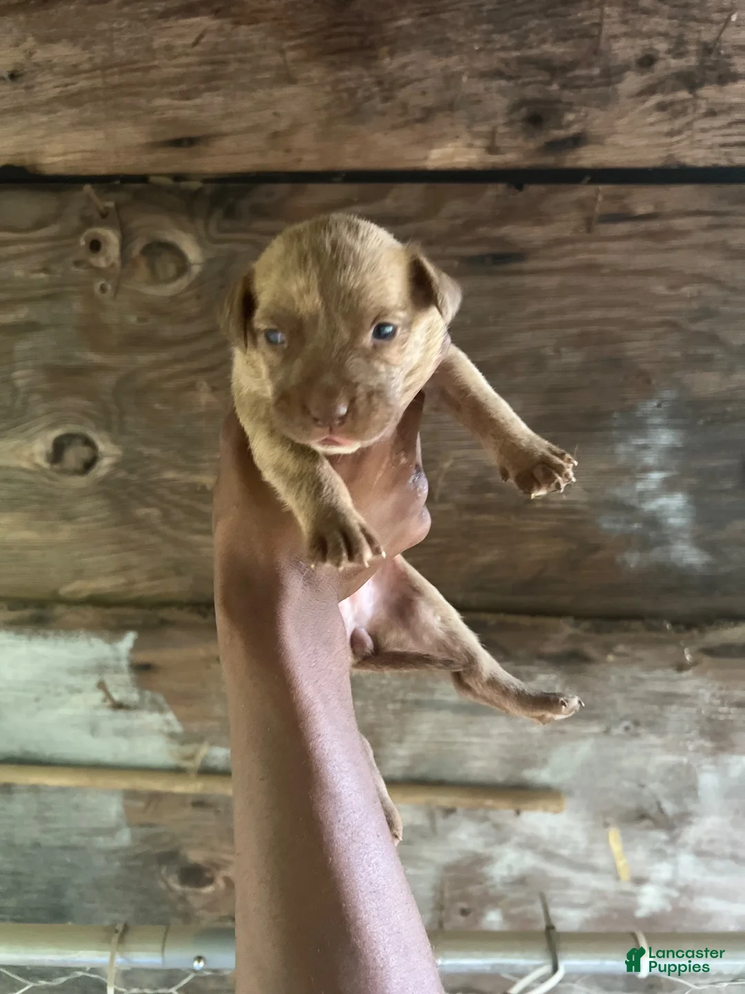 American Pit Bull Terrier dogs for sale: American Pit Bull Terrier 5 - Ad 1