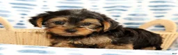 Yorkshire Terrier dogs for sale: Addy - Ad 4