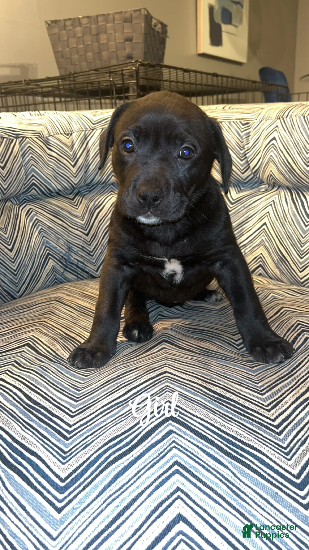 Mixed Breed dogs for sale: Mixed Breed Puppy 3 - Ad 1