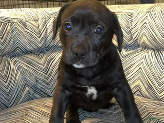 Mixed Breed dogs Mixed Breed Puppy 3 - Ad 26