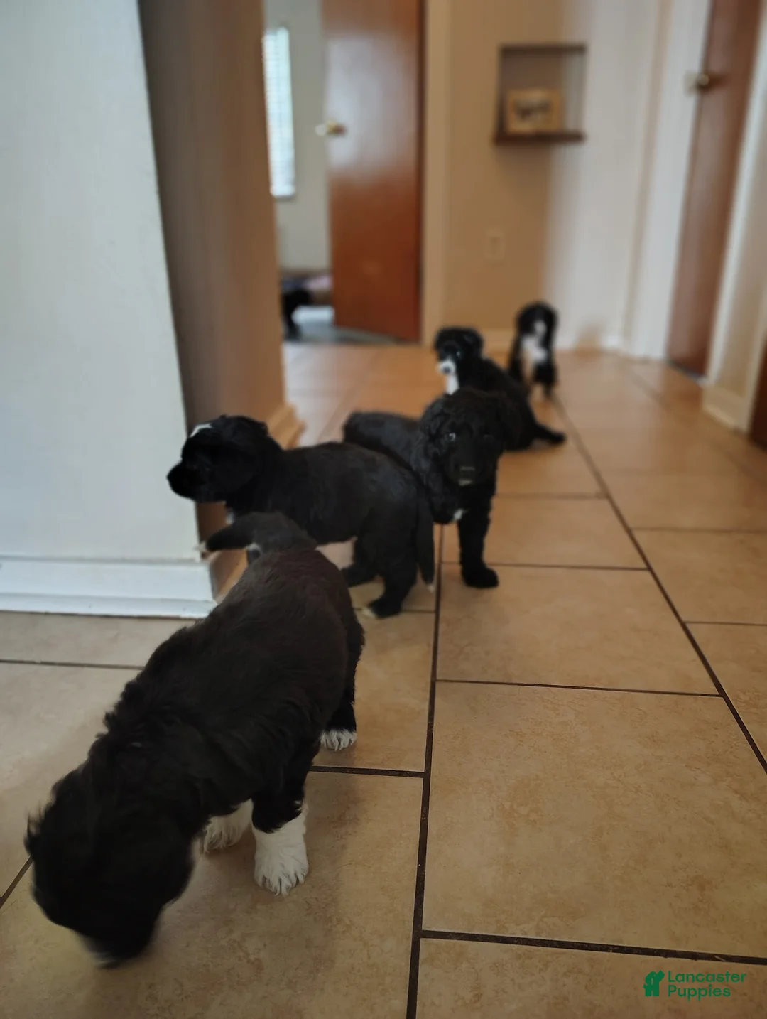 Aussiedoodle dogs for sale: Scarlet  - Ad 6