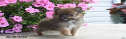 Pomeranian dogs for sale: Taylor - Ad 5