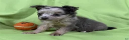 Chihuahua dogs for sale: Chihuahua Puppy 1 - Ad 3