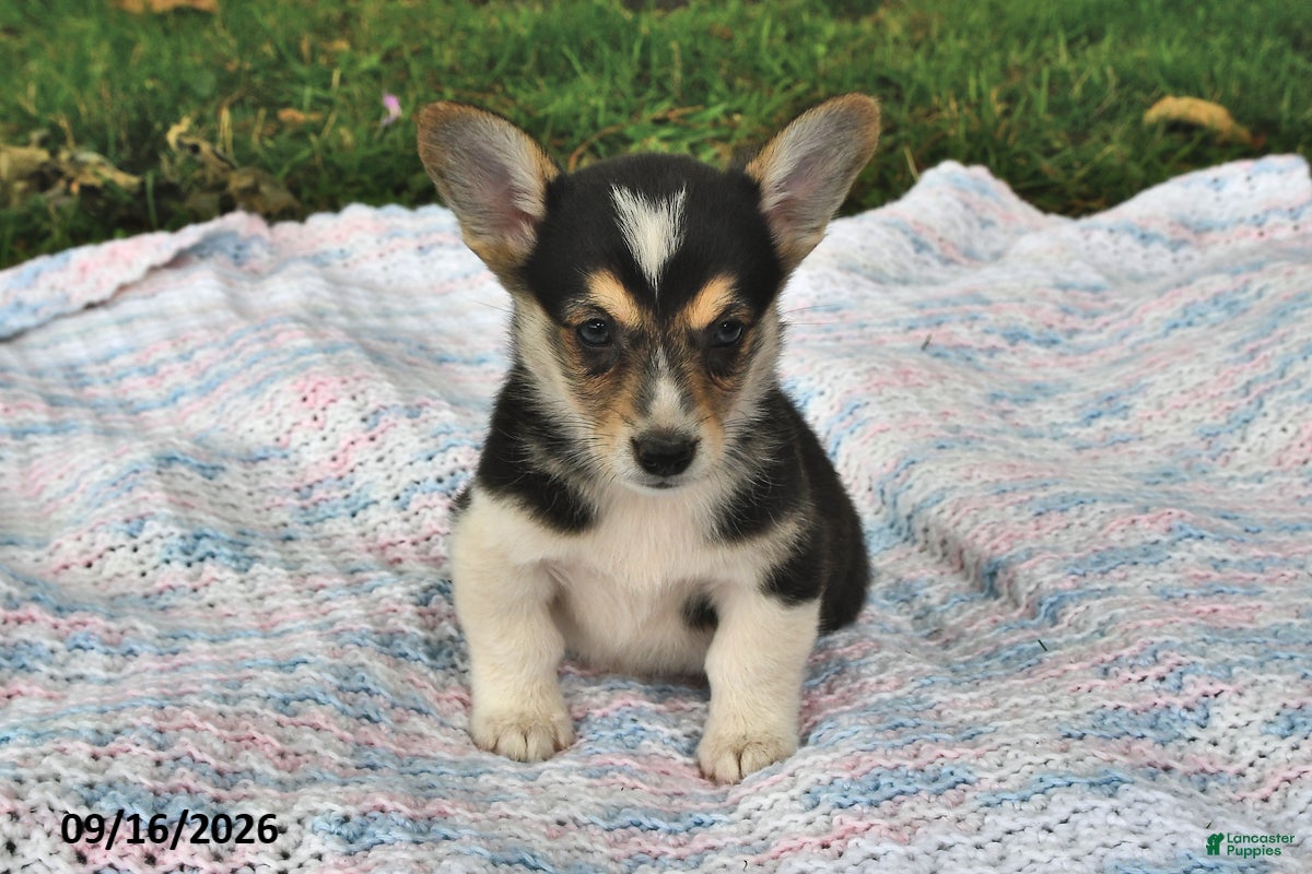 Welsh Corgi Pembroke dogs Andy - Ad 2