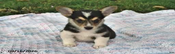 Welsh Corgi Pembroke dogs for sale: Andy - Ad 2