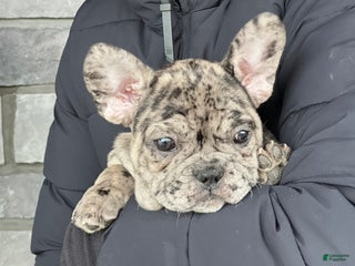 French Bulldog dogs Olympia - Ad 15