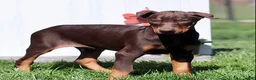 Doberman Pinscher dogs for sale: Captain - Ad 1