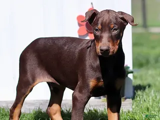 Doberman Pinscher dogs for sale: Captain - Ad 2