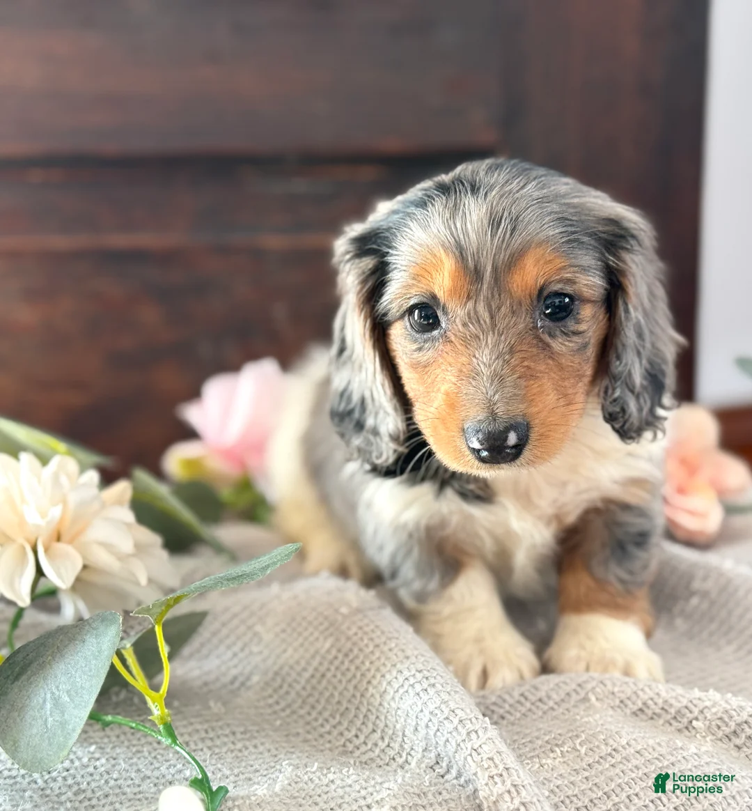 Miniature Dachshund dogs for sale: Murphy - Ad 1