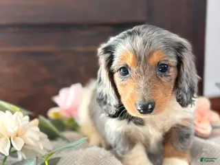 Miniature Dachshund dogs Murphy - Ad 2
