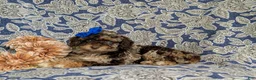 Mini Bernedoodle dogs for sale: Selena Hypoallergenic - Ad 4