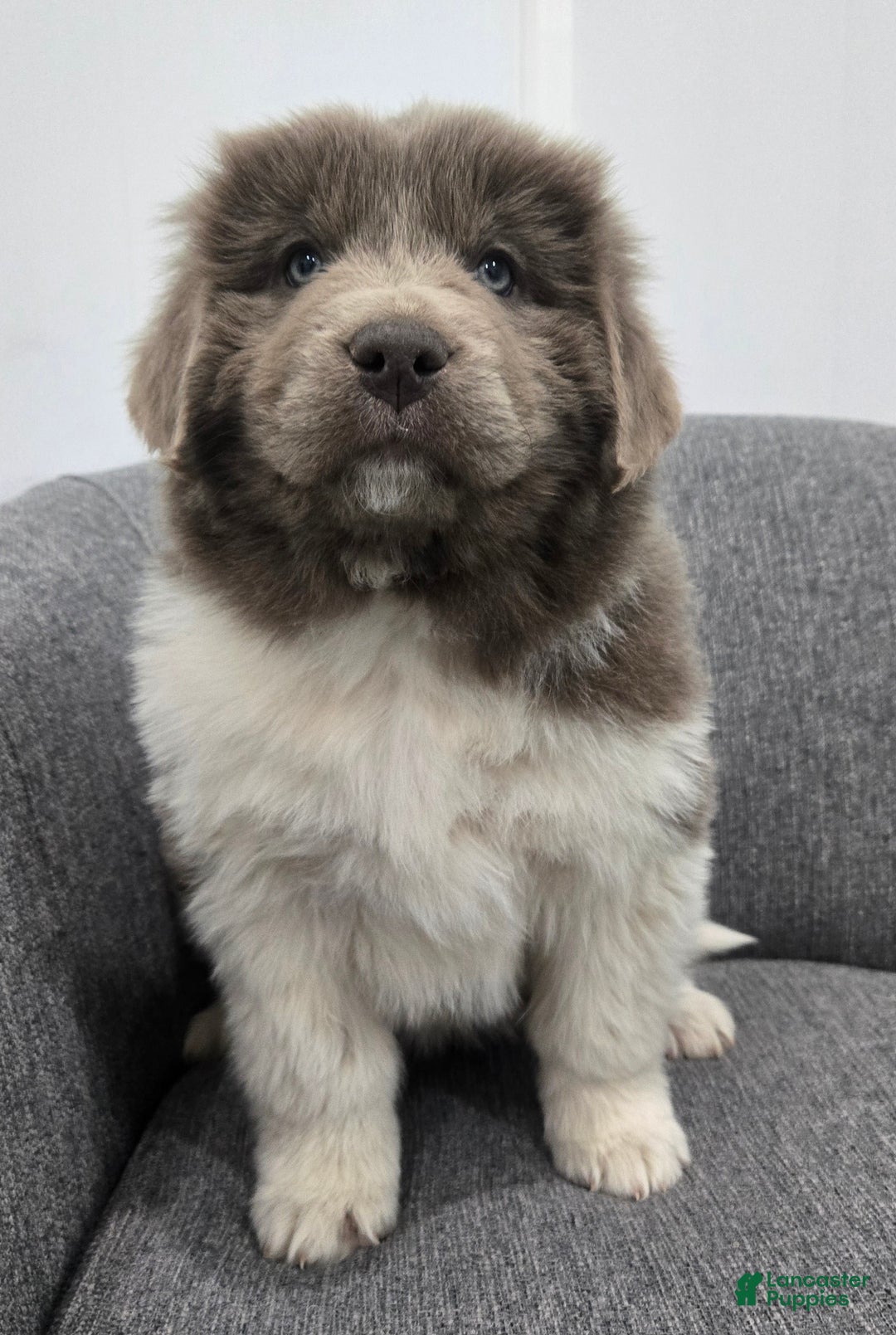 Newfoundland dogs for sale: Bella - Ad 5