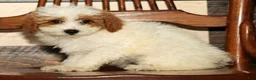 Miniature Poodle dogs for sale: Laney - Ad 3